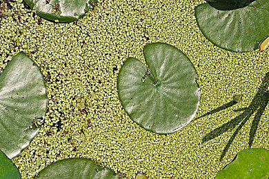 互动剧情游戏《Lake》将于2月15日登陆Switch